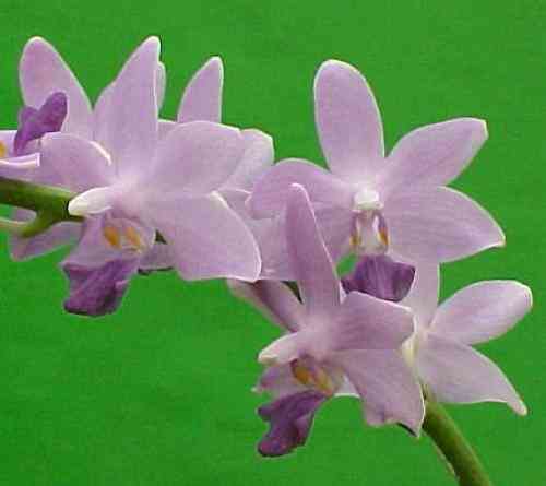 Doritaenopsis Kenneth Schubert 'Blue'